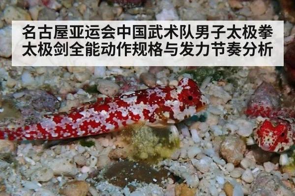 名古屋亚运会中国武术队男子太极拳太极剑全能动作规格与发力节奏分析